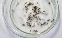 Ocak ayında sivrisinek kâbusu! Neden kanımızı emiyorlar? İşte sebebi…