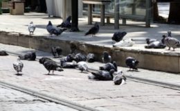 Uzmanı uyardı: Meydanlardaki gizli tehlike!