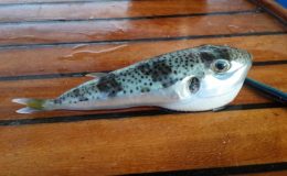 Uzmanı uyardı: Bilmediğiniz balığı yemeyin