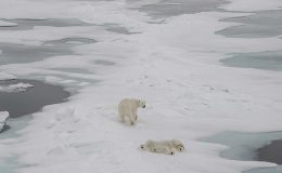 Kutup ayıların yeni avlanma teknikleri şaşırtıyor