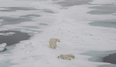 Kutup ayıların yeni avlanma teknikleri şaşırtıyor