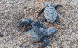 25 yılda 1,5 milyon yavru denizle buluştu