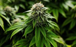 Almanya’da esrar kullanımı yasallaştı