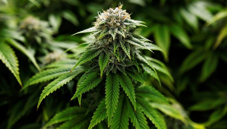 Almanya’da esrar kullanımı yasallaştı