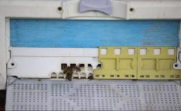 Uzmanlar arı ölümlerine dikkati çekti…