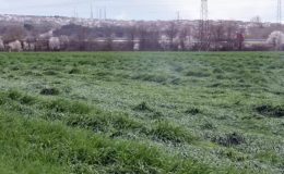 Yalancı bahar buğdayı etkiledi… Fazladan azot gübresi yaramadı