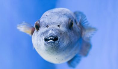 Balon balıklarının verdiği zarar ortaya çıktı… 27 ölüm, 143 zehirlenme