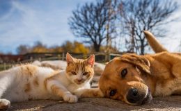 Evler küçülse de hayvanseverler patili dostlarından vazgeçmiyor