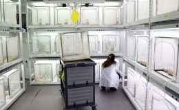 İstilacı türün en büyük düşmanı: 30 ilde doğaya salınacak…