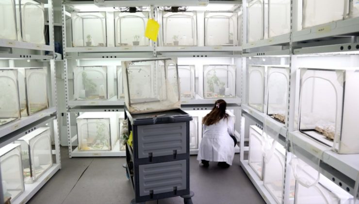 İstilacı türün en büyük düşmanı: 30 ilde doğaya salınacak…