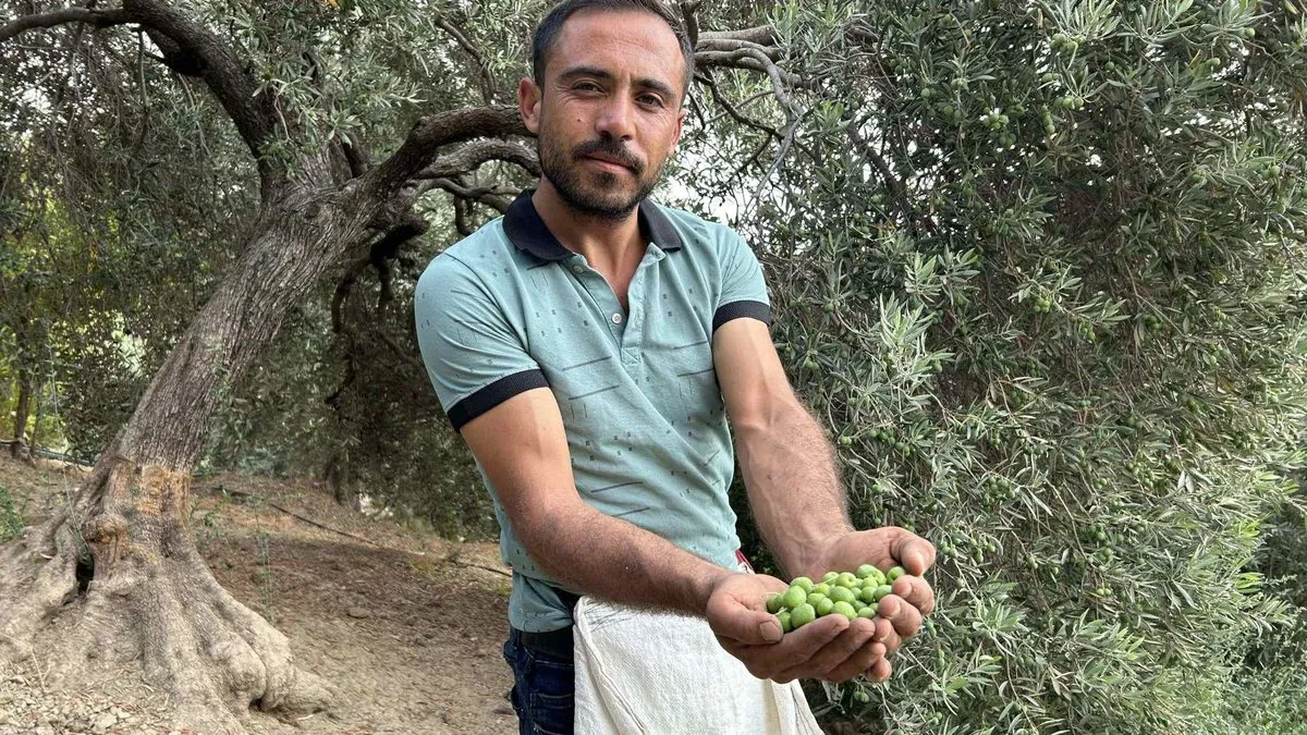 Kilosu 70 TL: Günlük 1000 lira kazanıyorlar!