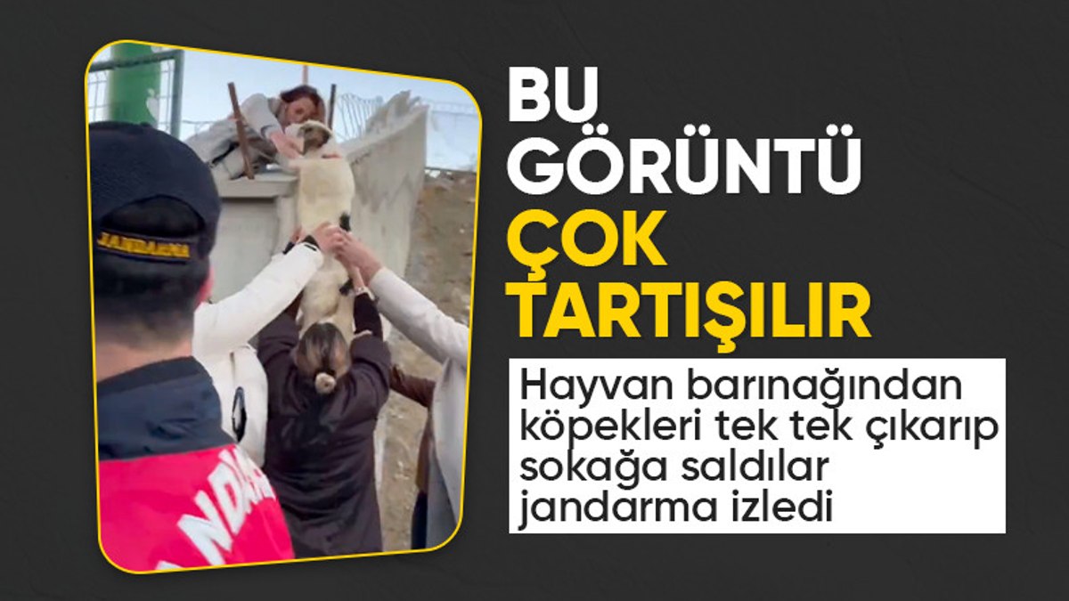 Ankara’da barınaktaki köpekleri sokaklara saldılar